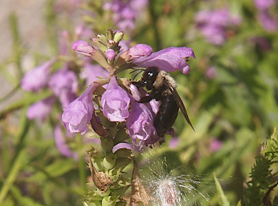 [A close side view of black and yellow bee with black wings and antenna attached to the side of a plant with small tubular purple blooms at its top. The bee is grasping the blooms.]